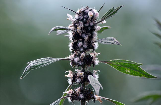 Mit dir möcht ich ein Herzgespann sein!